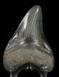 Serrated, Megalodon Tooth - Medway Sound, GA #58475-2